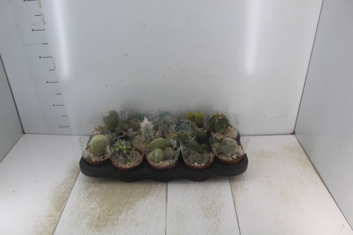 <h4>CACTUS RAIZ PROPRIA P11</h4>