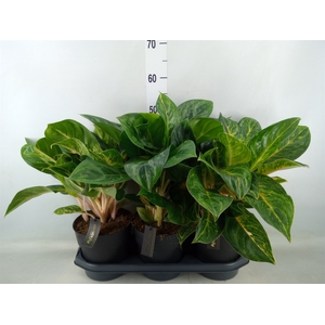 Aglaonema   ...