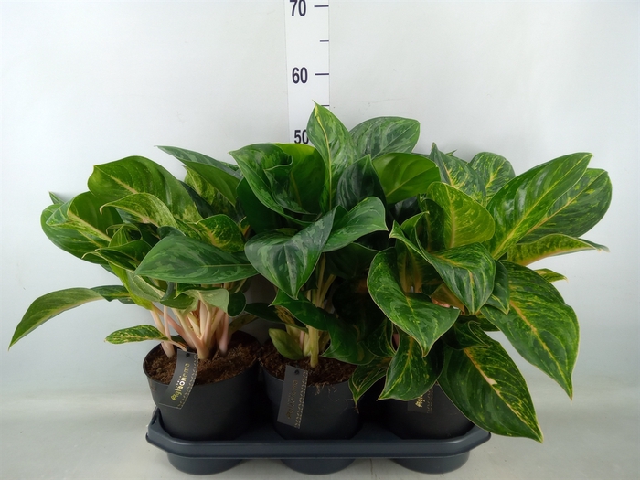 <h4>Aglaonema   ...</h4>