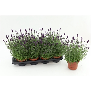 Lavandula Ang. Blue