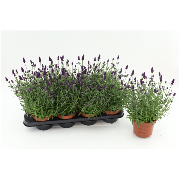 <h4>Lavandula Ang. Blue</h4>