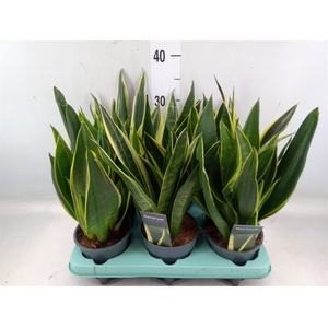 Sansevieria trifa.   ...