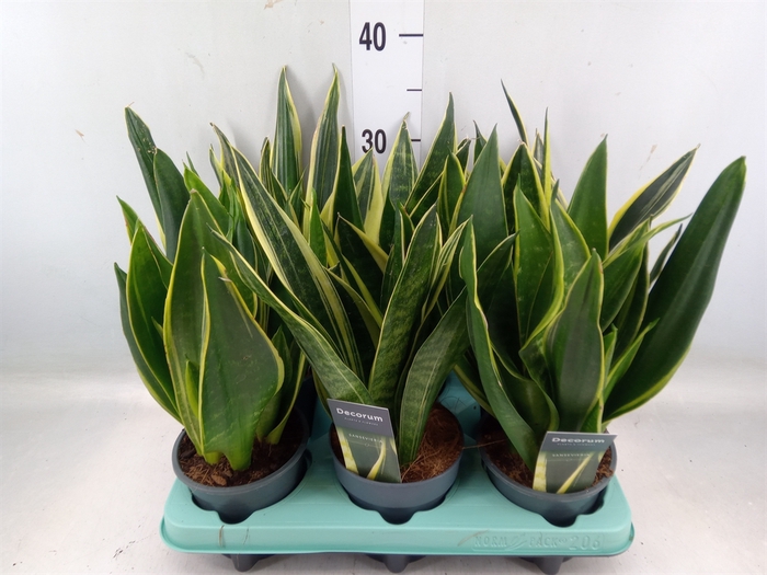 <h4>Sansevieria trifa.   ...</h4>