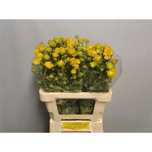 Trollius Juliana