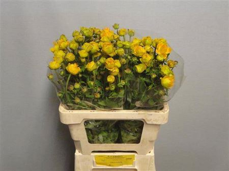<h4>Trollius Juliana</h4>