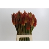 Kniphofia Eycone Red
