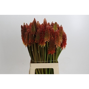 Kniphofia Eycone Red