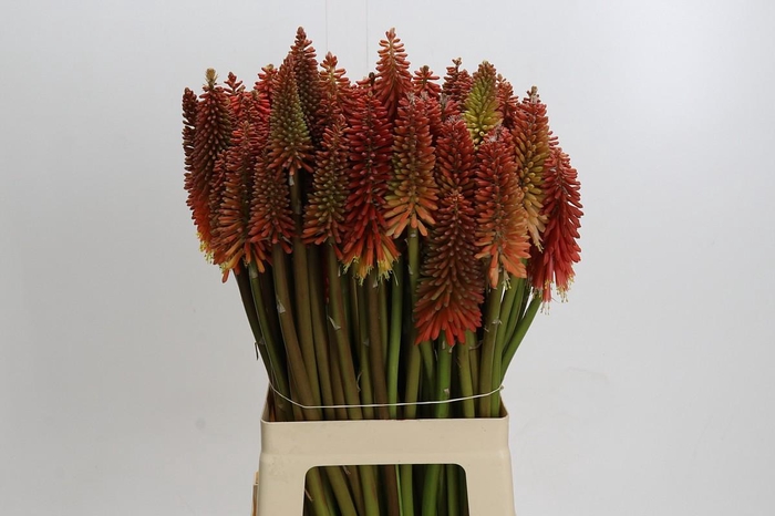 <h4>Kniphofia Eycone Red</h4>