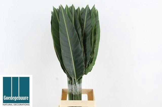 <h4>STRELIT BLAD</h4>