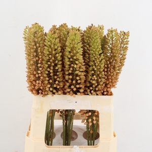EREMURUS EMMY RO