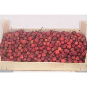 Malus Red Sentin 5 Kilo Bak