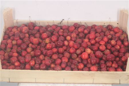 <h4>Malus Red Sentin 5 Kilo Bak</h4>