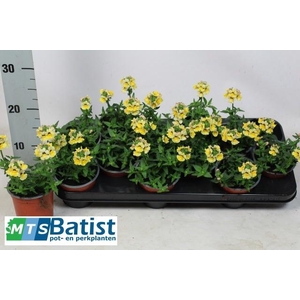 NEME NEMESIS GOL SUN