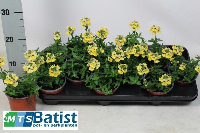 <h4>NEME NEMESIS GOL SUN</h4>