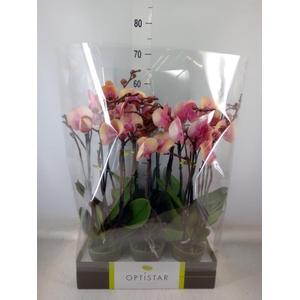 Phalaenopsis   ...rose