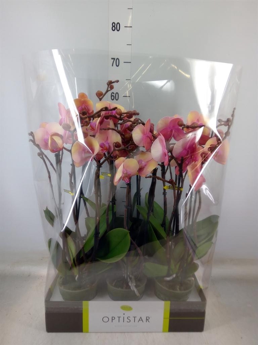 <h4>Phalaenopsis   ...rose</h4>
