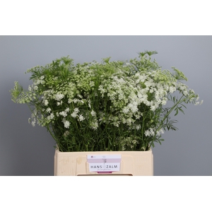 Ammi Majus