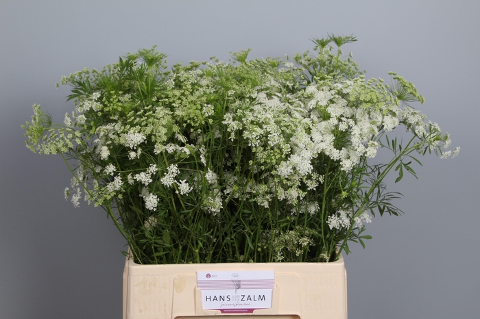 <h4>Ammi Majus</h4>