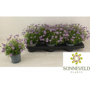 BRACH MAUVE DELIGHT