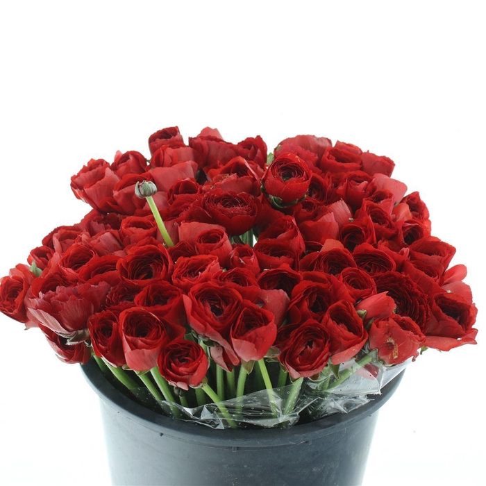 <h4>Ran Su Sr Tango Red Prima</h4>