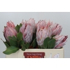 Protea Cynaroides