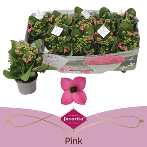 Kalanchoe blos. 'Favor Bella Rosa'