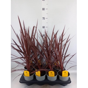 Cordyline austr. 'Red Star'