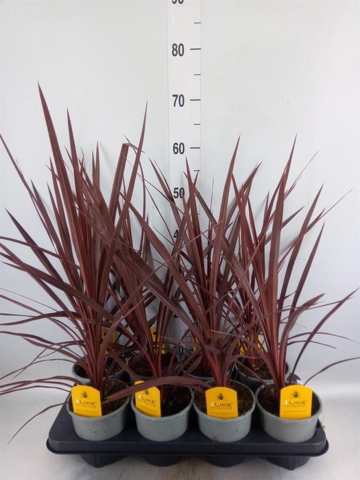 <h4>Cordyline austr. 'Red Star'</h4>