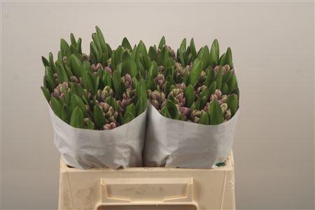 <h4>Hyac Miss Saigon</h4>