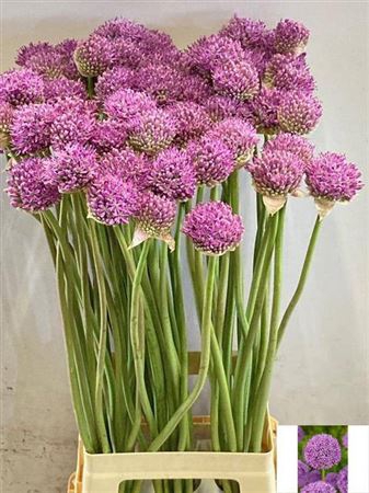 <h4>Allium Gladiator</h4>