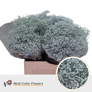 Gyps Grof Blauw Licht