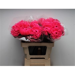 Leuco Waxed Hot Pink