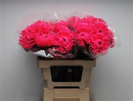 <h4>Leuco Waxed Hot Pink</h4>