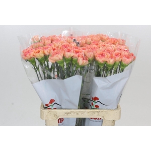 Dianthus St Goopy Geer