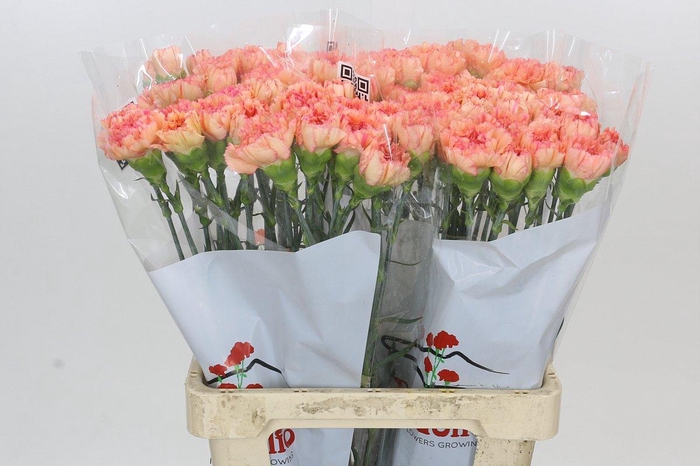 <h4>Dianthus St Goopy Geer</h4>