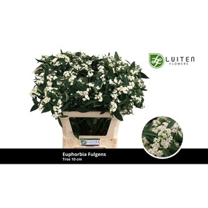 EUPH F T QUICKSILVER