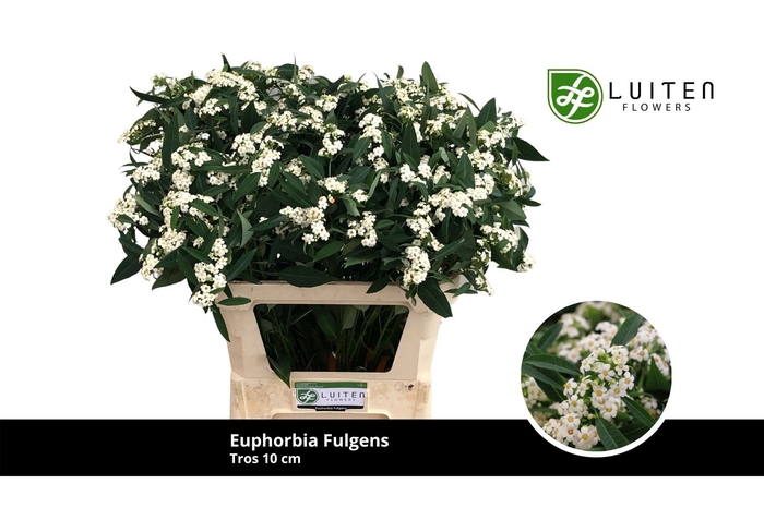 <h4>EUPH F T QUICKSILVER</h4>