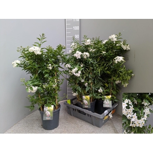 SOLANUM JASMINOIDES