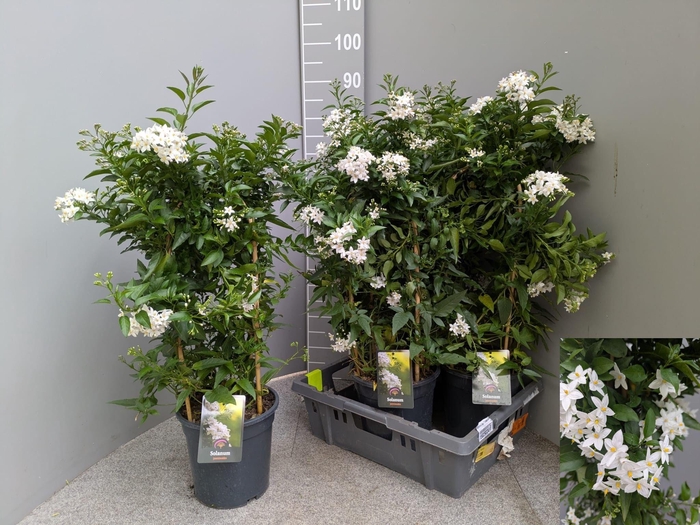 <h4>SOLANUM JASMINOIDES</h4>