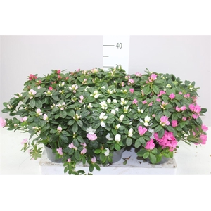 Rhododendron Si Gemengd