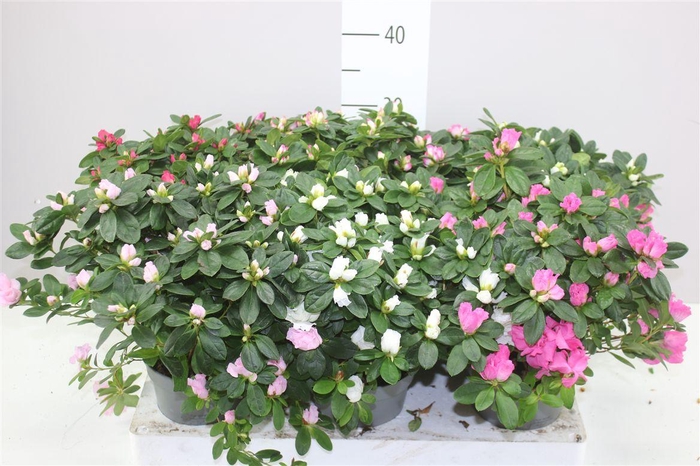 <h4>Rhododendron Si Gemengd</h4>