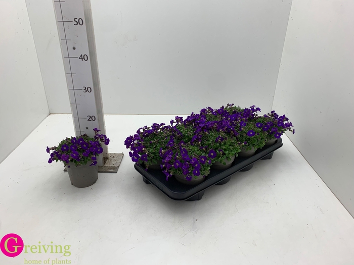 <h4>AUBR GRACILIS KITTE</h4>