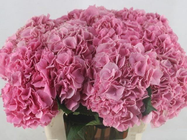 <h4>HYDR M CH CASSANOVA</h4>