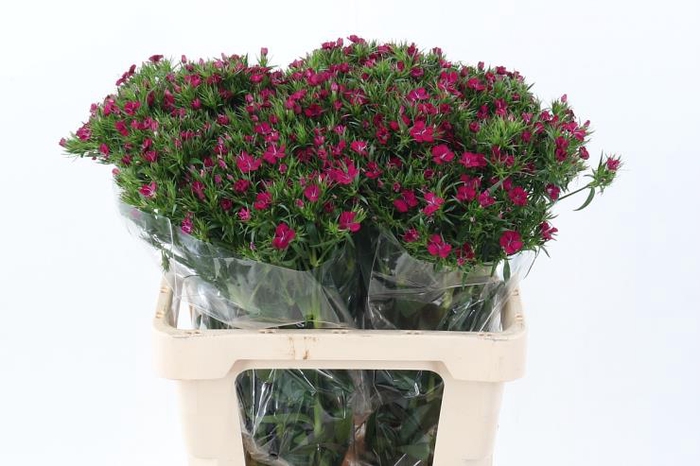 DI BARB AM NEON CHER