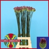 Allium Sphaerocephal