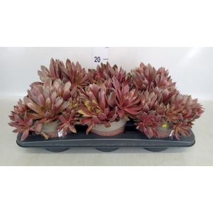 Sempervivum   ...