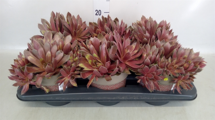 <h4>Sempervivum   ...</h4>