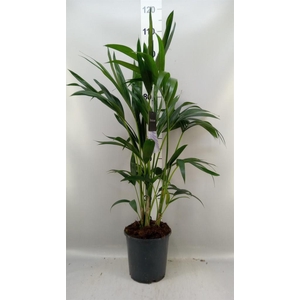 Howea forsteriana