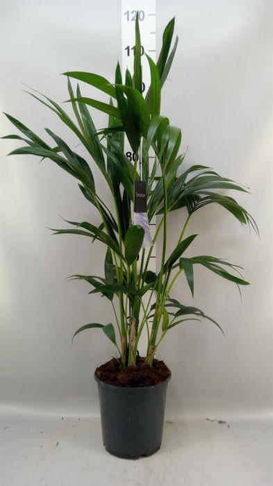 <h4>Howea forsteriana</h4>