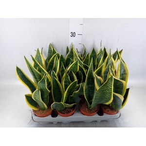 Sansevieria trifa. 'Futura Superba'